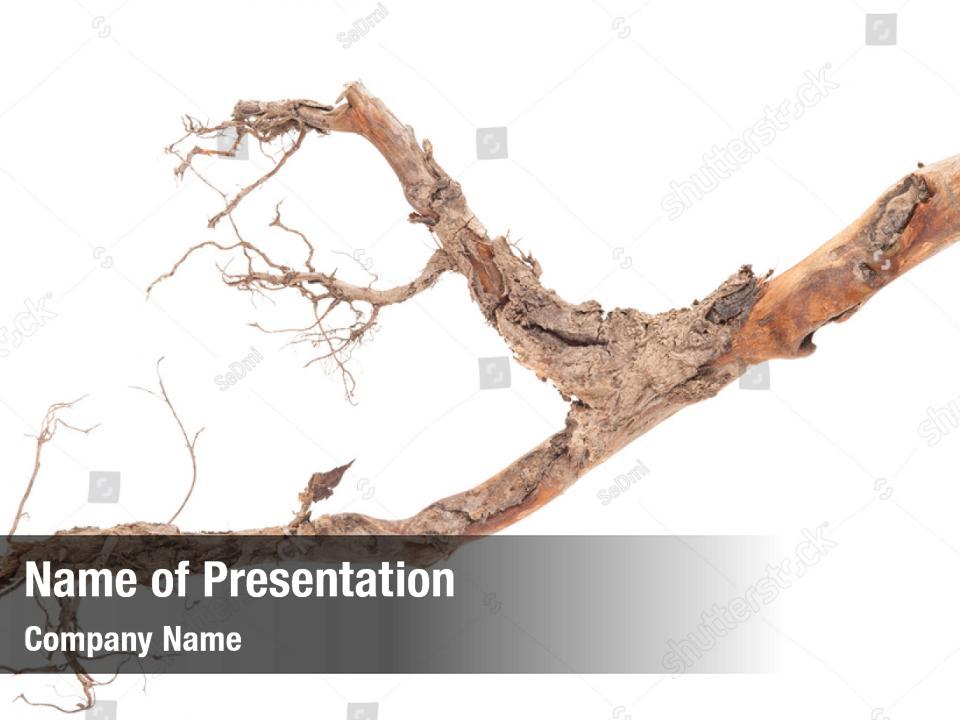 Complete Roots Tree PowerPoint Template Complete Roots Tree