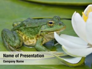 Marsh Frog PowerPoint Template