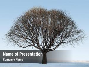 Tree Without Leaves PowerPoint Template