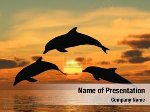Dolphins PowerPoint Template