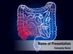 Intestines PowerPoint Template