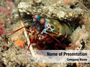 Sea Life PowerPoint Template