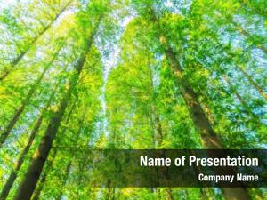Green Woods PowerPoint Template