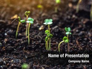 Braird PowerPoint Template