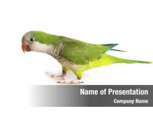 Quaker Parrot PowerPoint Template