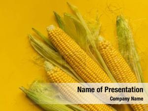 Maize PowerPoint Template