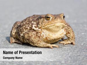 Toad