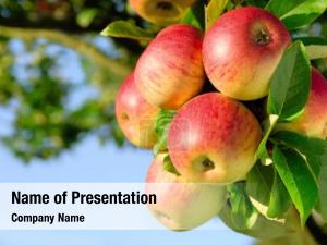 Ripe Apple