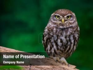 Owl PowerPoint Template