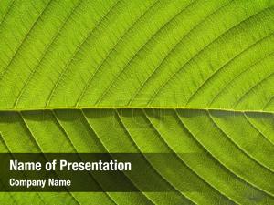 Streaks Of Green Leaf PowerPoint Template