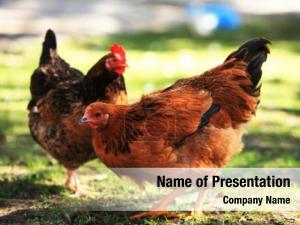 Hen