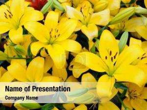 Yellow Lilies