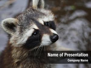 Raccoon Free PowerPoint Template