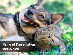 Perro y gato jugando juntos al aire libre