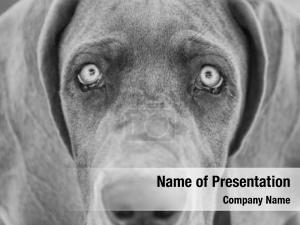 Dane PowerPoint Template