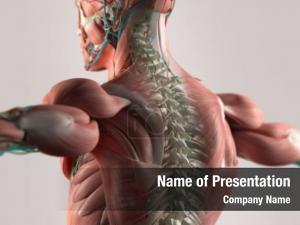 Spine PowerPoint Template