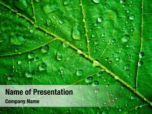Green Leaf