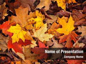 Autumn Leaf PowerPoint Template