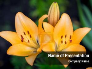 Yellow Lily