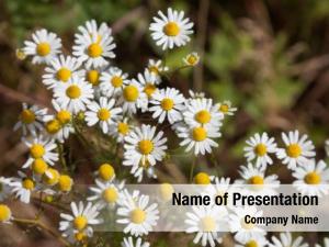 Camomile In The Fields PowerPoint Template