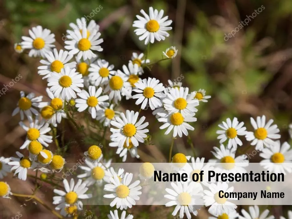 Camomile In The Fields