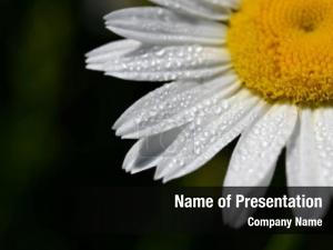 Camomile in Dew PowerPoint Template