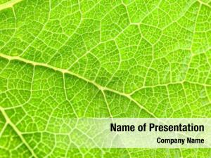 Leaf Texture PowerPoint Template