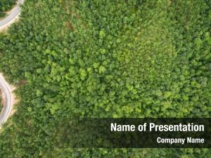 Tropical Rainforest Canopy From Above PowerPoint Template