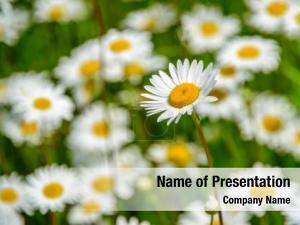 Camomile Field PowerPoint Template