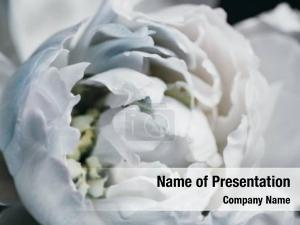 White Flower Close up