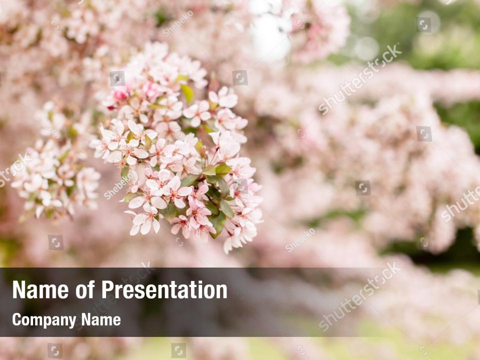 Cherry blossom PowerPoint Template Cherry blossom PowerPoint Background