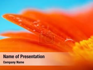 Macro Photo of Water Drop on Flower Petal PowerPoint Template