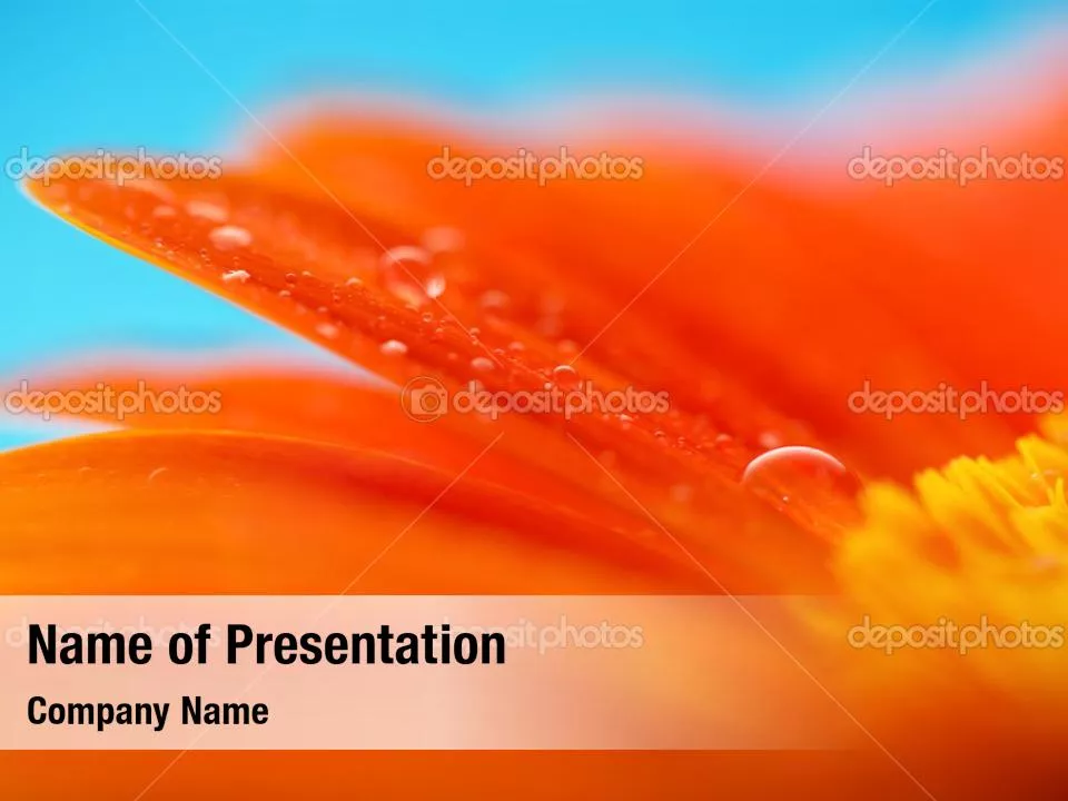 Macro Photo of Water Drop on Flower Petal