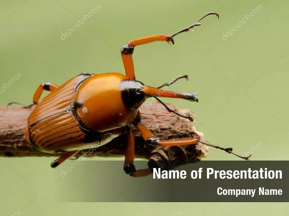 Snout Beetle