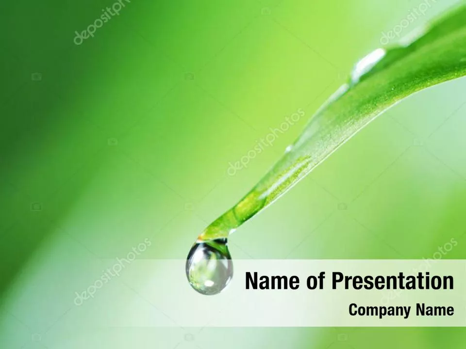 Drops of Dew on a Leaf