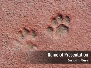 Paw Prints PowerPoint Template