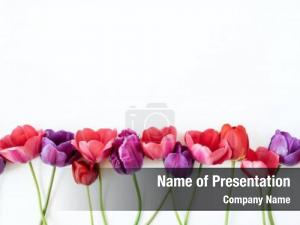 Blossom Pattern PowerPoint Template
