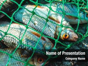Fishery PowerPoint Template