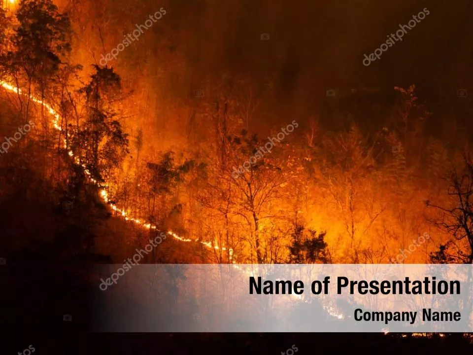Forest Fire