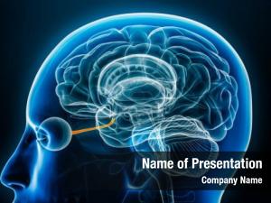 Brain Inflammation PowerPoint Template