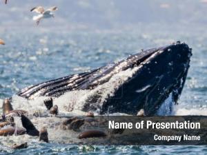 Ocean Wildlife PowerPoint Template