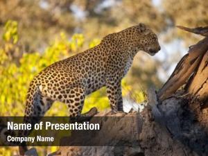 Botswana