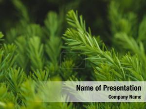 Bunch of Green Leaves PowerPoint Template