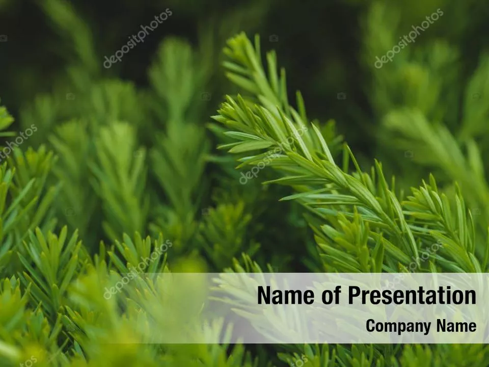 Bunch of Green Leaves