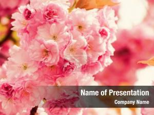 Delicate Sakura Flowers PowerPoint Template