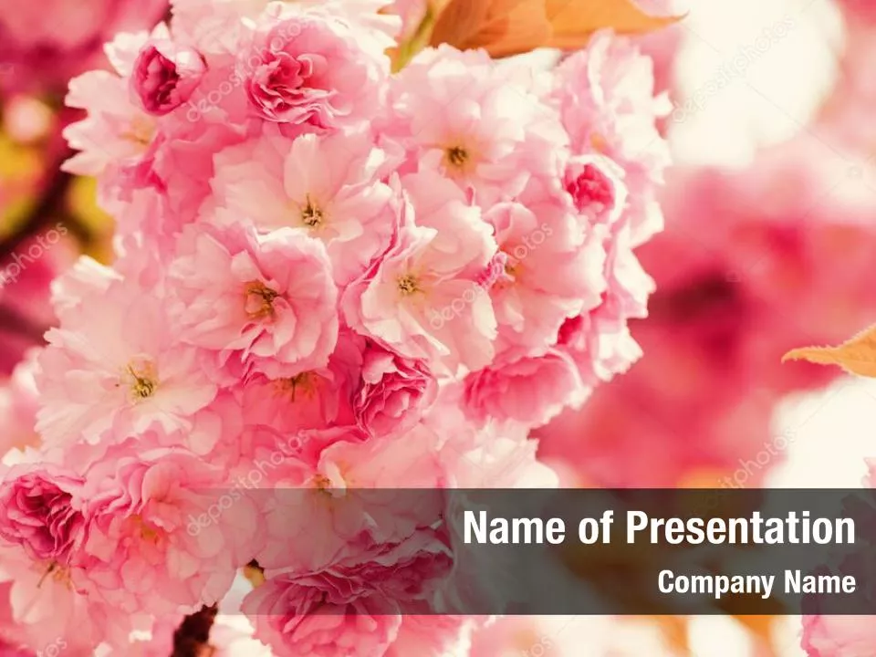 Delicate Sakura Flowers