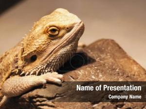 Reptile
