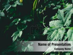 Ivy PowerPoint Template