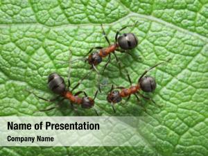 Insects Communication PowerPoint Template