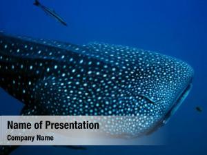 Whale Shark PowerPoint Template